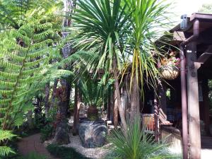 einen Garten mit Palmen und Pflanzen im Hof in der Unterkunft Bali Haven in Coromandel Town