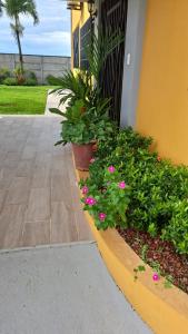 Casa del Sol في باريتا: حديقة بها زهور وردية بجوار مبنى