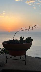 a bowl with plants and birds flying over the ocean at Izambo Guest Houses in Monemvasia