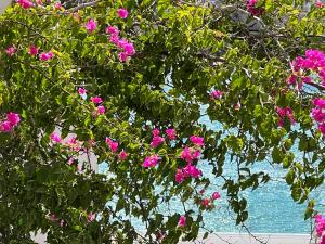 un árbol con flores rosas delante de una ventana en Irenes 2floor maisonette en Piso Livadi
