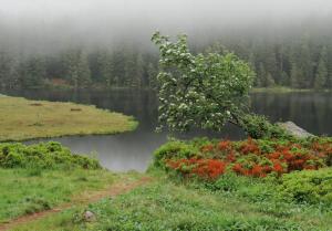 einen Blick auf einen See mit einem Baum im Vordergrund in der Unterkunft Ferienhaus Bergesblick in Lam