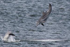 two dolphins jumping in the water at Lighthouse Cottage With Hottub in Aberdeen +11 photos
