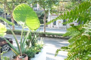 a large green plant in a pot on a street at City Park Hotel in Shanghai