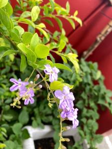 Kebun di luar 心適都蘭Comfy Inn, Dulan