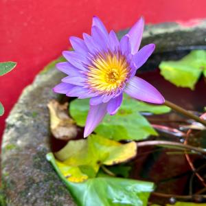 a purple flower with a yellow center on a red wall at 心適都蘭Comfy Inn, Dulan in Donghe