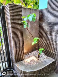 un pequeño árbol sentado en la parte superior de una pared de madera en Bito Homestay 