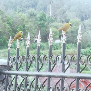 two birds perched on top of a fence at Royal Wattles in Nuwara Eliya