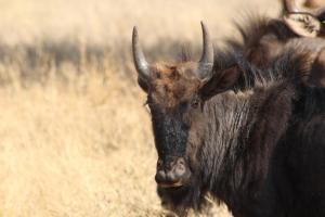 a bull with horns standing in a field at Rustic Stone Lodge in Thabazimbi