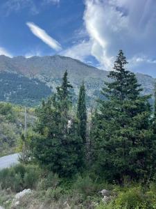 two pine trees on the side of a road at 7Hills by Life Houses in Eptalofos