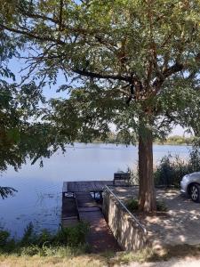 uma doca com uma árvore e um banco ao lado de um lago em Házikó a Duna-parton em Ráckeve