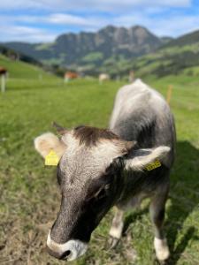 Zvieratá v apartmáne alebo blízkom okolí