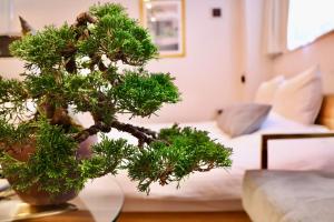 a bonsai tree sitting on a table in a living room at THE ROOT2 HOTEL in Kyoto