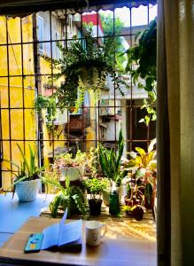 - une fenêtre donnant sur un balcon avec des plantes et un livre dans l'établissement Tiny Homes- Vintage Apartments, à Hanoï
