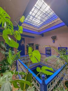 a room with green plants and a skylight at Casa Amina in Chefchaouen