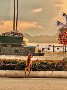 un cane seduto su un marciapiede che guarda una barca di Phoenix Flower Hotel a Cat Ba