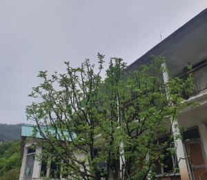 un árbol está delante de un edificio en L'Ashrum Cafe & Inn en Tosh