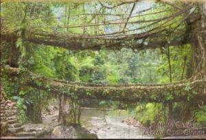 une peinture d'un pont recouvert de mousse dans une forêt dans l'établissement Living Roots Lodge, à Cherrapunji