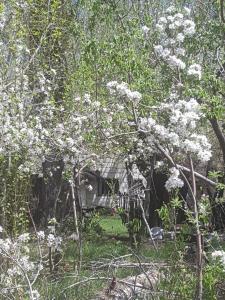 un árbol con flores blancas en un jardín en Los Riscos Antigua Cabaña Toba en Loncopué
