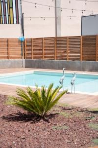 two birds standing next to a swimming pool at Catrina Hotel Boutique, Valle in Valle de Guadalupe