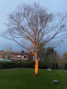 a tree with an orange light on it in a yard at Die huis 14-Een oase van rust tussen polders en kust in Ostend