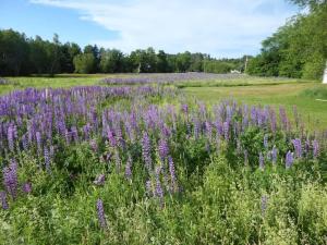 a field of purple flowers in a field at Sugar Maple Farm near Acadia - 4 Bedrooms, 5 Beds in Lamoine Corner