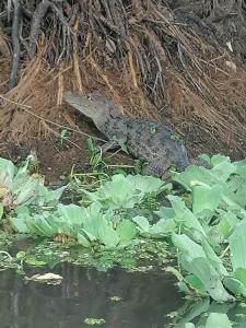 a crocodile laying on the shore of a pond at Rosa's Lake Cabins in Mérida