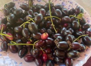 a pile of black grapes on a plate at Jessica’s Vacation Home in Banda