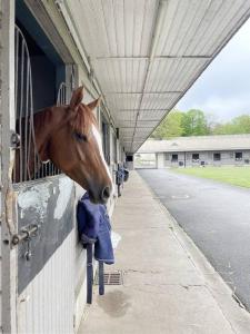 a horse sticking its head out of a stable at Paddock Prestige by La Boîte En Plus in Chantilly