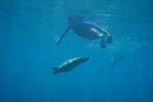 un hombre nadando en el agua con un tiburón ballena en Casa de la playa, en Santa Catalina