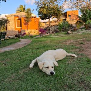 um cão branco deitado na relva num quintal em Pousada Lajedo em Serra de São Bento