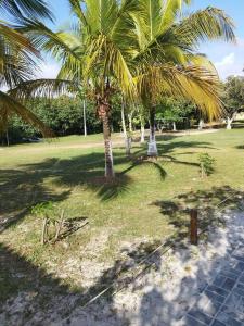 two palm trees in a park with a path at Casa de Veraneio em Itapema - BA in Santo Amaro