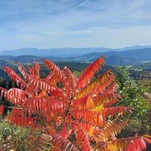 a tree with red leaves on top of a hill at Ferienwohnung Nadine Egger in Himmelberg