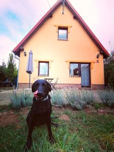 a black dog sitting in the grass in front of a house at LakeLove Házikó Sopron- Erdő és tópart mellett in Sopron