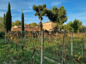einen Weinberg mit Bäumen und ein Haus im Hintergrund in der Unterkunft Fornace del Conte in Abbadia di Montepulciano