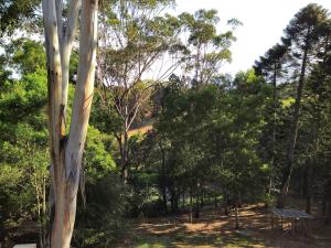 a tree in the middle of a forest with a bench at "On Burgum Pond" Cottages in Maleny