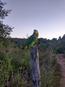 a green bird sitting on top of a wooden post at Casa de Campo Chalé Saturno in Alto Paraíso de Goiás