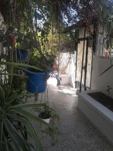 un patio con macetas en un invernadero en Casa Zitouna - Guest House - Kef, Tunisia, en Sicca Veneria