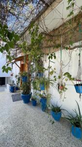un grupo de plantas en macetas al lado de un edificio en Casa Zitouna - Guest House - Kef, Tunisia en El Kef