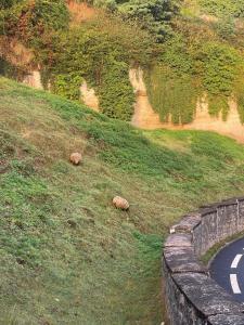 a road on a hill with animals laying on the grass at Appart' Cosy en Bord de Loire in Saumur