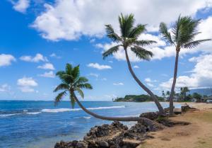 two palm trees on a beach with the ocean at Hummingbird Oceanfront Cottage in Hauula