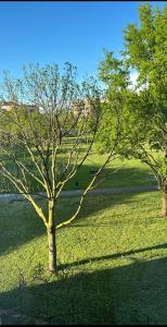 a tree in the middle of a field of grass at Appartamento Camilla in Ferrara