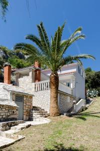 een palmboom voor een huis bij House Ancica in Gornje Selo