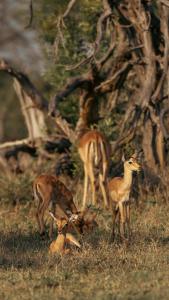 un grupo de ciervos parados en un campo en Nomads Den Luxury Villa with Riverbed View, en Hoedspruit