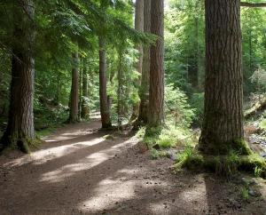 un sentiero sporco in una foresta con alberi di Baillie Chalet on Reelig Estate Near Inverness a Kirkhill