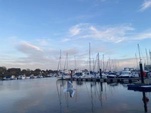 a white bird flying over a marina with boats at Stunning 2 bed, water front Poole Quay Apartment. in Hamworthy