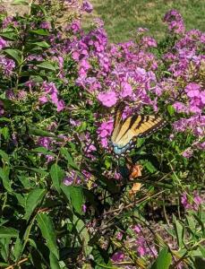 a butterfly sitting on top of purple flowers at Cottage on the Mississippi Venue and dog friendly in Le Claire
