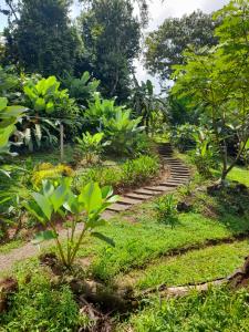 a garden with stairs in the grass and trees at Hostel Osa Tucan Corcovado in Drake