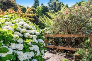 a garden with white hydrangeas and a wooden fence at The Yurt at Lothlorien in Bellawongarah +4 photos