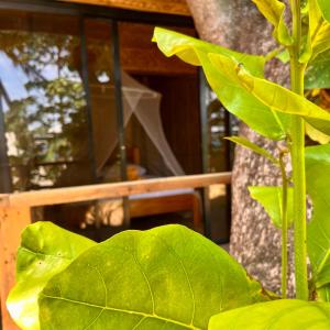 Amami Beachfront Villa with Private Beach في بويرتو غاليرا: ورقة خضراء كبيرة بجانب شجرة
