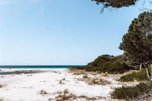 a beach with trees and the ocean in the background at Bay of Fires - Beachfront - Sloop Cottage in Binalong Bay